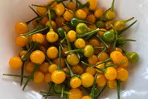 Người Việt “chơi sang” khi mang loại ớt giá nửa tỷ đi... tặng 