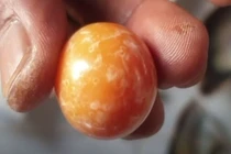Giàu bất ngờ vì vô tình nhặt được viên ngọc trai trên bãi biển