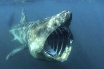 Kinh ngạc top động vật có vẻ ngoài "lừa đảo" nhất hành tinh 