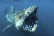 Kinh ngạc top động vật có vẻ ngoài "lừa đảo" nhất hành tinh 