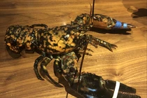 Tôm hùm may mắn thoát khỏi nhà hàng nhờ lớp vỏ cực đặc biệt