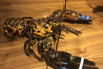 Tôm hùm may mắn thoát khỏi nhà hàng nhờ lớp vỏ cực đặc biệt