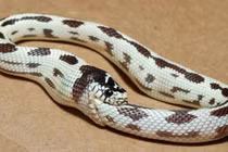 Rắn độc ăn thịt chính mình đến chết: Rùng mình lý do