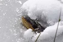 Tuyệt kỹ bí mật giúp cá sấu sống sót được trong nước đã đóng băng