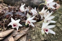 Lan Hoàng Thảo Thạch Hộc Tía quý hiếm cỡ nào khiến dân tình săn đón?