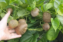 Xôn xao loại củ mọc leo trên cây khiến CĐM tranh cãi nảy lửa 