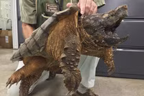 Loài rùa cá sấu ở Bình Định có lực cắn gấp 6 lần cá mập 