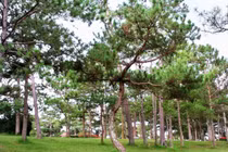 Lạc vào Đà Lạt thu nhỏ giữa lòng Sài Gòn lúc cận Giáng sinh