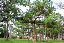 Lạc vào Đà Lạt thu nhỏ giữa lòng Sài Gòn lúc cận Giáng sinh