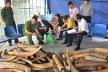 Liên tiếp phát hiện hơn 4 tấn ngà voi nhập lậu qua cảng Cát Lái