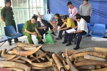 Liên tiếp phát hiện hơn 4 tấn ngà voi nhập lậu qua cảng Cát Lái