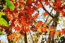 Kỳ thú khám phá rừng phong đỏ ở “thành phố sương mù”