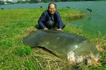 Cận cảnh 'cụ' rùa hồ Gươm nổi lên phơi nắng