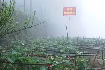 Thực hư tin su su Tam Đảo phun thuốc “kích phọt” sau 1 đêm