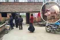 Rùng rợn lợn nái ăn thịt em bé 2 tuổi 