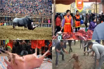 Nhức nhối trò mua vui đẫm máu với vật nuôi