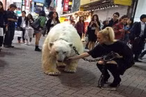 Náo loạn vì gái xinh dắt gấu Bắc Cực dạo phố