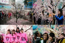 Người Hà Nội đội mưa ngắm hoa anh đào Nhật "xịn"