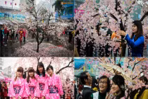 Người Hà Nội đội mưa ngắm hoa anh đào Nhật "xịn"