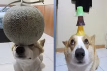 Chú chó làm xiếc ở Trung Quốc hút 120 nghìn fan mạng