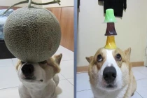 Chú chó làm xiếc ở Trung Quốc hút 120 nghìn fan mạng