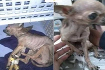 Cái chết thương tâm của chú chó bị chủ ném sọt rác