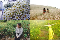 “Săn” thiên đường hoa dọc Tổ quốc những ngày chớm đông