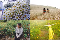 “Săn” thiên đường hoa dọc Tổ quốc những ngày chớm đông