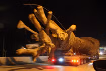 Video: Giật mình xe chở cây khủng như 'quái thú' băng băng trên quốc lộ