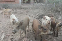 Nuôi lợn trong biệt thự bỏ hoang