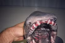 Bắt được cá mập thời tiền sử có 300 chiếc răng