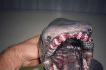 Bắt được cá mập thời tiền sử có 300 chiếc răng