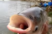 Phát hiện cá chép hai đầu gây kinh ngạc