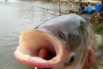 Phát hiện cá chép hai đầu gây kinh ngạc