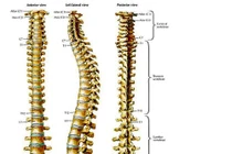 Liệu pháp gen trị hiệu quả teo cơ cột sống