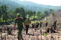 Thủ tướng yêu cầu điều tra vụ phá rừng quy mô lớn ở Bình Định