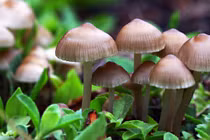 Nấm ma thuật có thể chữa bệnh trầm cảm