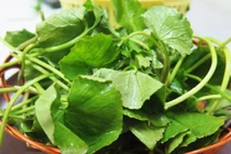 Lý do bạn nên ăn rau má thường xuyên