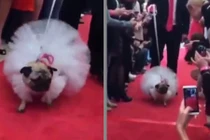 Chiêm ngưỡng bộ váy cưới 43 triệu đồng dành cho... chó