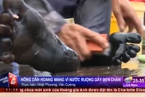 Kinh hoàng nước ruộng nhuộm chân đen xì ở TP HCM