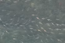 Hãi hùng hàng trăm con cá mập dàn trận bơi vào bờ