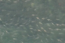 Hãi hùng hàng trăm con cá mập dàn trận bơi vào bờ