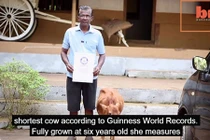 Mục sở thị con bò lùn nhất thế giới chỉ cao 61cm