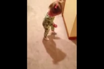 Hài hước bé gái khóc thét khi nhìn thấy bóng của mình