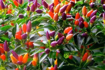 Các loại quả sang chảnh tự trồng đang làm người HN mê mệt