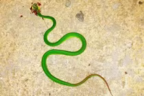 Rắn lục đuôi đỏ xuất hiện ở Lâm Đồng