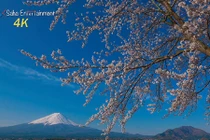 Hoa anh đào đẹp ngẩn ngơ dưới ống kính 4K