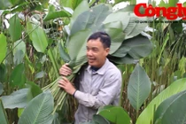 Tiết lộ những điều thú vị ở làng lá dong Tràng Cát