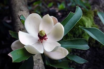 Cận cảnh cây quý Vàng Tâm thay thế 6.700 cây ở HN