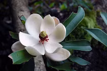 Cận cảnh cây quý Vàng Tâm thay thế 6.700 cây ở HN